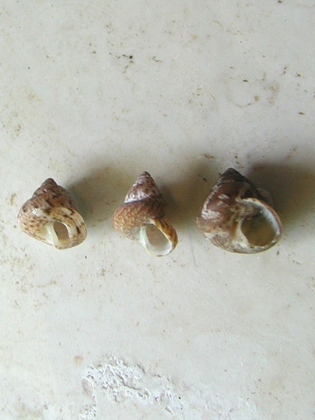 Esemplari famiglia Trochidae